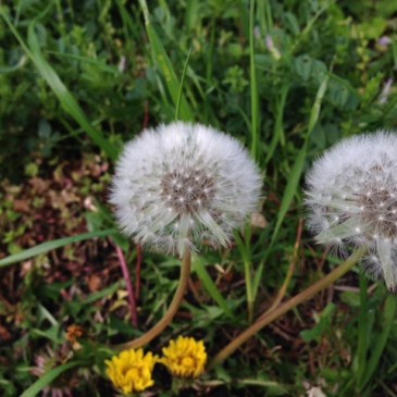 青空禅フォーラム