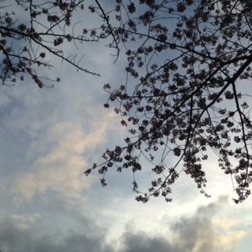 伊東充隆和サンガ