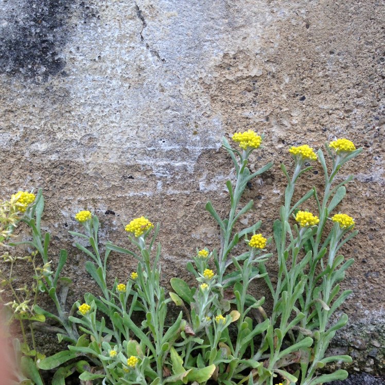 iMedic&Art Protomania