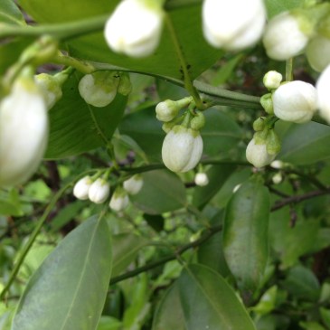 iMedic&Art Protomania