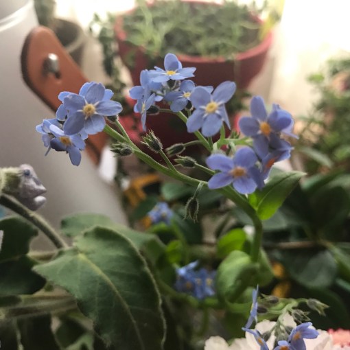 バーソロミュー