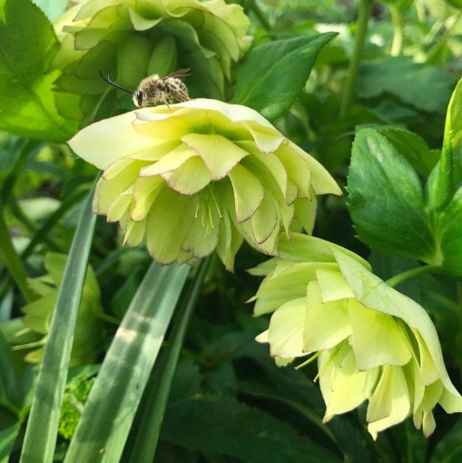 瞑想　クリシュナムルティ