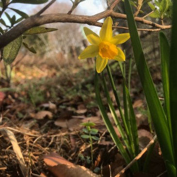 kiico フラワーレメエディ　植物セラピー