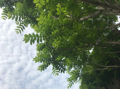 青空＠プロトマニア