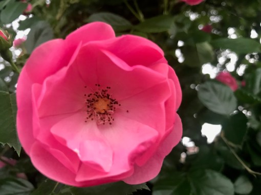 エックハルト・トールのことば