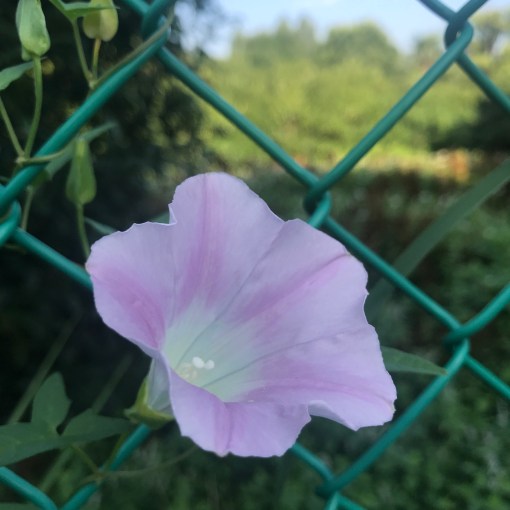 明日は8月青空禅塾 伊東充隆@プロトマニア