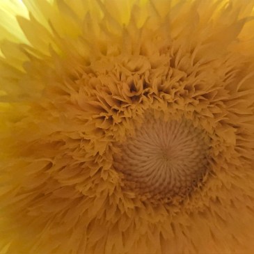 ラマナ・マハルシ