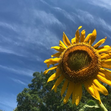 空のお茶会８月