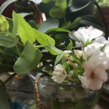 ９月青空禅塾2018伊東充隆プロトマニア