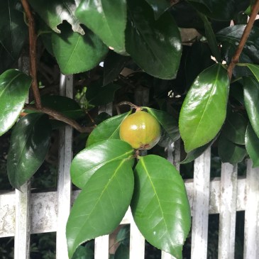 伊東充隆　青空禅塾