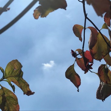 秋のアートレクチャーは、レンブラント。