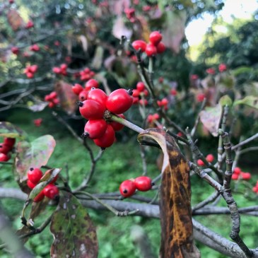 プロトマニアヨガ部