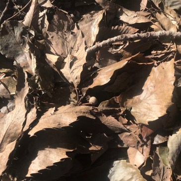 今年もクリスマスリース作りやります2018