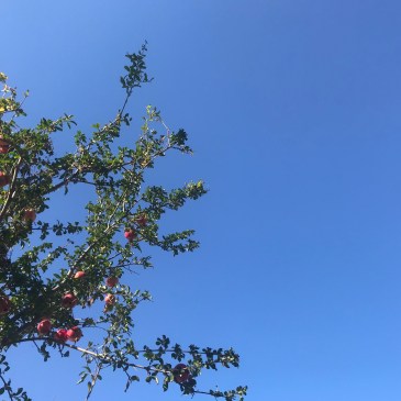 １１月のプロトマニア